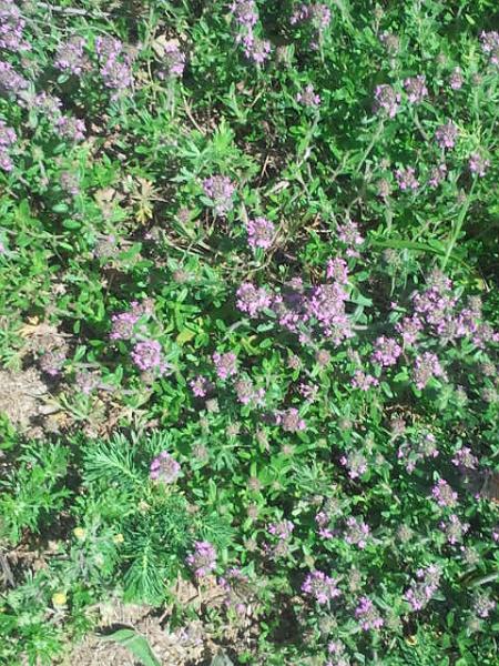 2017-05-20 11.52.39.jpg